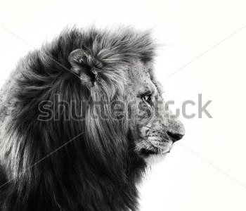 Животные - 57 | Wall-Style