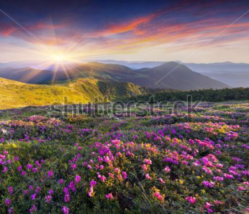 Природа - 60 | Wall-Style