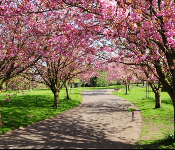 Природа - 6 | Wall-Style