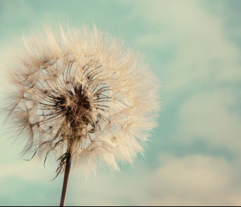 Цветы и растения - 66 | Wall-Style