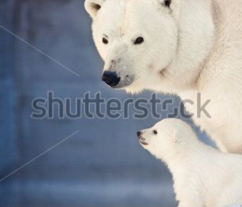 Животные - 59 | Wall-Style