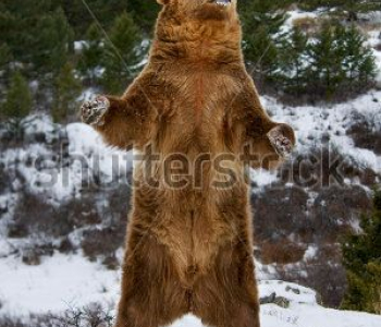 Животные - 82 | Wall-Style