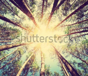 Природа - 834 | Wall-Style