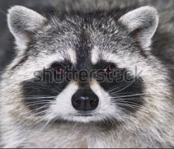 Животные - 462 | Wall-Style