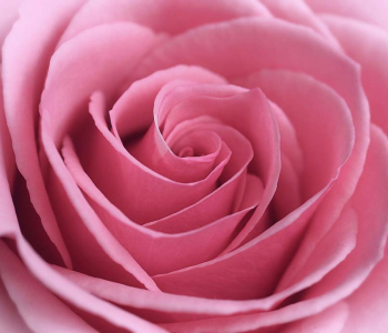 Цветы и растения - 144 | Wall-Style