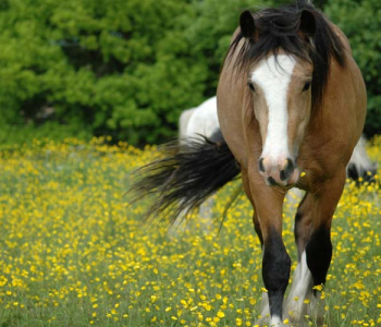 Животные - 24 | Wall-Style