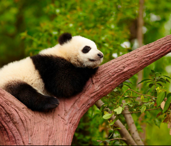 Животные - 13 | Wall-Style