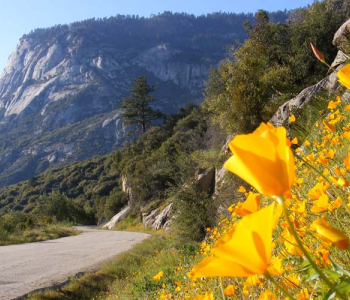 Природа - 449 | Wall-Style