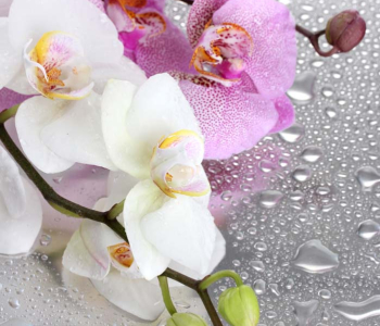 Цветы и растения - 121 | Wall-Style