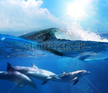 Животные - 42 | Wall-Style