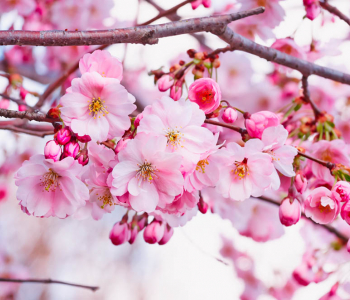 Цветы и растения - 54 | Wall-Style