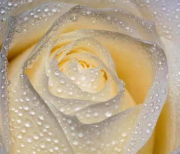 Цветы и растения - 108 | Wall-Style