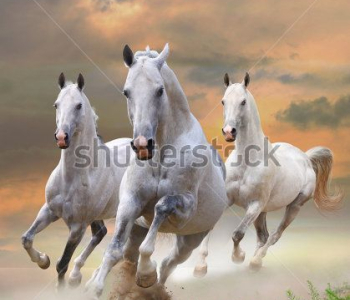 Животные - 62 | Wall-Style