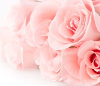 Цветы и растения - 146 | Wall-Style