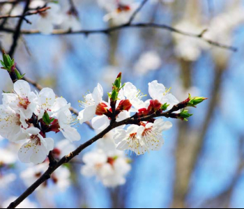 Цветы и растения - 20 | Wall-Style