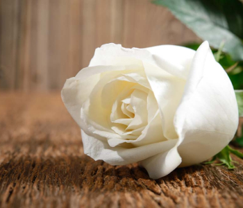 Цветы и растения - 137 | Wall-Style