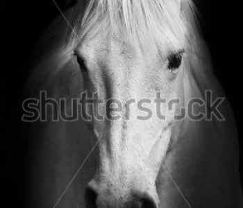 Животные - 58 | Wall-Style