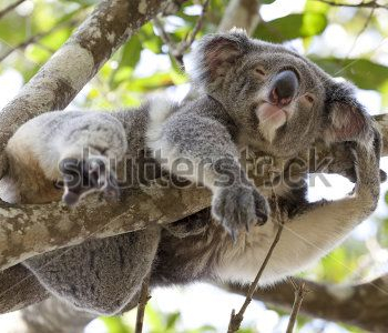 Животные - 22 | Wall-Style