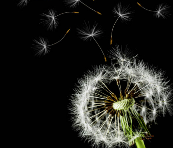 Цветы и растения - 52 | Wall-Style