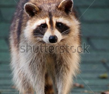 Животные - 51 | Wall-Style