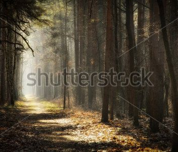 Природа - 836 | Wall-Style