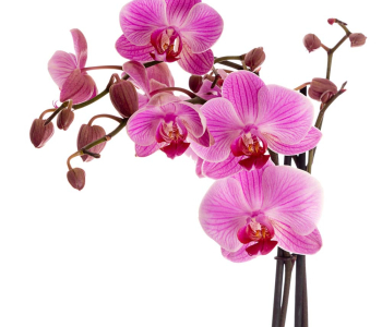 Цветы и растения - 182 | Wall-Style