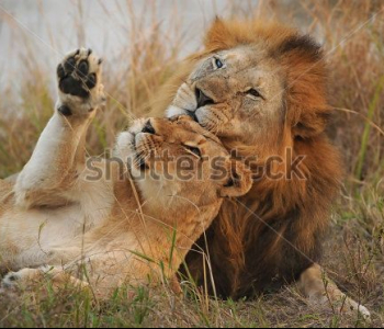 Животные - 65 | Wall-Style