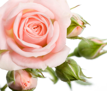 Цветы и растения - 103 | Wall-Style