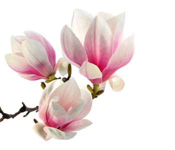 Цветы и растения - 75 | Wall-Style