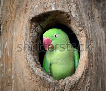 Животные - 88 | Wall-Style