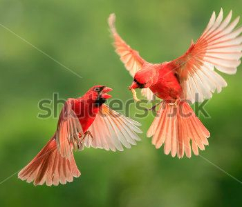 Животные - 59 | Wall-Style