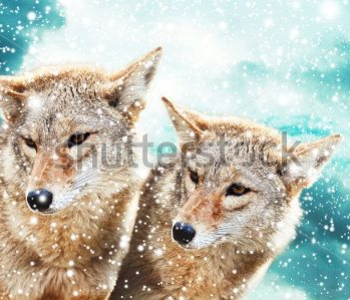 Животные - 31 | Wall-Style