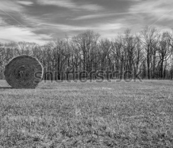 Природа - 493 | Wall-Style