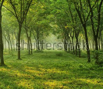 Природа - 103 | Wall-Style