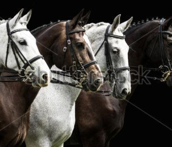 Животные - 48 | Wall-Style