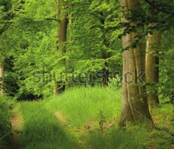 Природа - 835 | Wall-Style