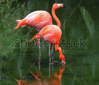 Животные - 15 | Wall-Style