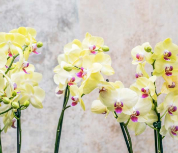 Цветы и растения - 165 | Wall-Style