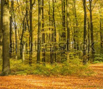 Природа - 210 | Wall-Style