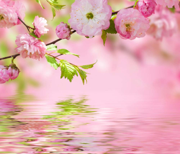 Цветы и растения - 50 | Wall-Style