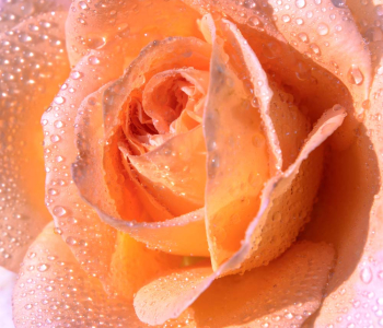 Цветы и растения - 141 | Wall-Style