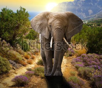 Животные - 90 | Wall-Style