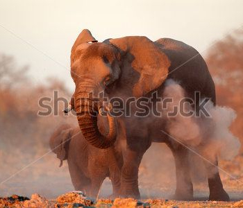 Животные - 46 | Wall-Style