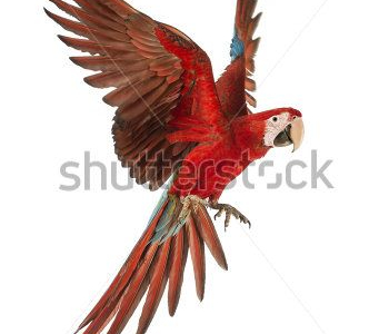 Животные - 81 | Wall-Style