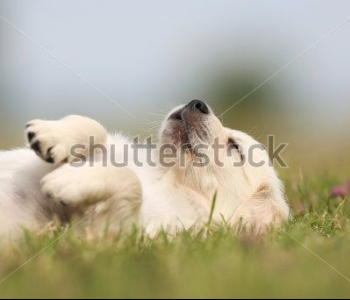 Животные - 17 | Wall-Style