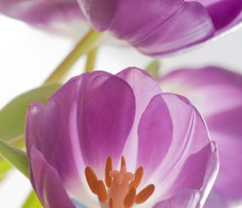 Цветы и растения - 122 | Wall-Style