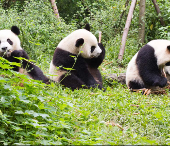 Животные - 16 | Wall-Style