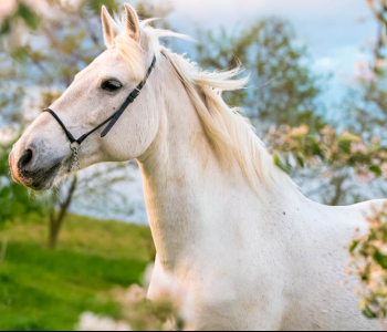 Животные - 24 | Wall-Style