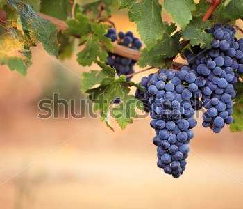 Еда и напитки - 215 | Wall-Style