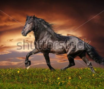 Животные - 90 | Wall-Style